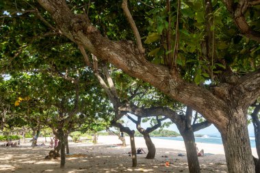 Bali, Endonezya - 19 Aralık 2024: Üzerinde Sörf Dersi yazan bir plajda sörf dükkanı. Sergilenen bir sürü sörf tahtası var.