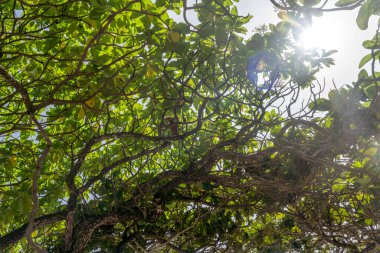 Dalları ve yaprakları olan bir ağaç. Güneş ışığı yaprakların arasından parlıyor, güzel ve huzurlu bir atmosfer yaratıyor.