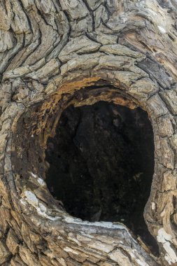 İçinde delik olan bir ağaç gövdesi. Delik küçük ve sandık büyük.