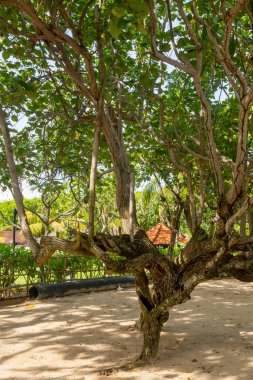 Dalları ve yaprakları olan bir ağaç. Güneş ışığı yaprakların arasından parlıyor, güzel ve huzurlu bir atmosfer yaratıyor.