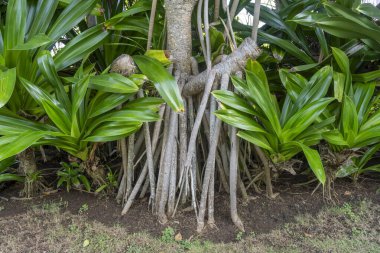 Birçok dalı ve yaprakları olan ağaç bir bahçede büyüyor. Ağaç diğer bitki ve çalılarla çevrilidir.