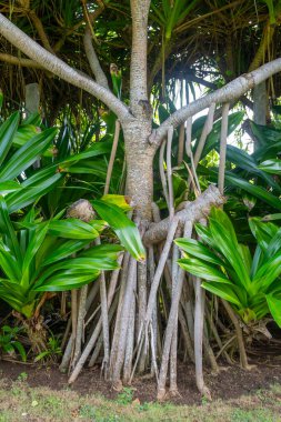 Birçok dalı ve yaprakları olan ağaç bir bahçede büyüyor. Ağaç diğer bitki ve çalılarla çevrilidir.