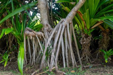 Birçok dalı ve yaprakları olan ağaç bir bahçede büyüyor. Ağaç diğer bitki ve çalılarla çevrilidir.
