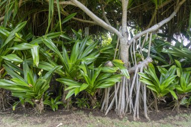 Birçok dalı ve yaprakları olan ağaç bir bahçede büyüyor. Ağaç diğer bitki ve çalılarla çevrilidir.
