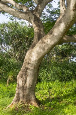 Büyük gövdeli ve dallı bir ağaç. Gövde kahverengi ve dallar yeşil. Ağaç çalılar ve diğer ağaçlarla çevrilidir.
