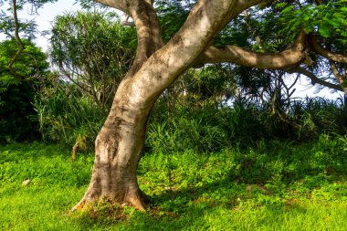 Büyük gövdeli ve dallı bir ağaç. Gövde kahverengi ve dallar yeşil. Ağaç çalılar ve diğer ağaçlarla çevrilidir.