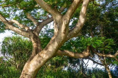 Büyük gövdeli ve dallı bir ağaç. Gövde kahverengi ve dallar yeşil. Ağaç çalılar ve diğer ağaçlarla çevrilidir.