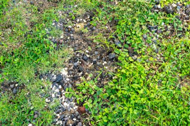 Üzerinde biraz ot ve kayalar olan bir parça ot. Çimler yeşil, otlar kahverengi.