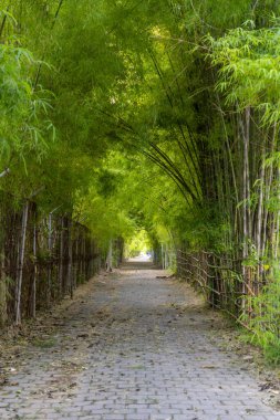 Bambu ve taş yolu olan bir ormanın içinden geçen yol. Yol bambuyla kaplı ve yol tuğladan yapılmış.