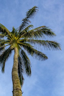 Hindistan cevizi ağacı uzundur ve bir sürü yaprakları vardır. Gökyüzü mavi ve berrak. Sakinlik ve rahatlama kavramı, Hindistan cevizi ağacı gökyüzünde dimdik ve gururlu duruyor.