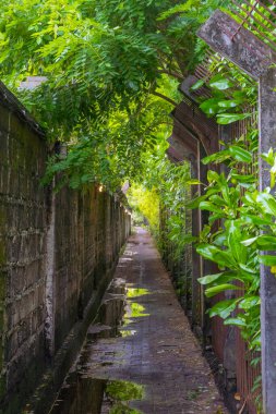 Sağ tarafında çit olan dar bir yol. Yol ıslak ve üzerinde bir sürü yosun yetişiyor.