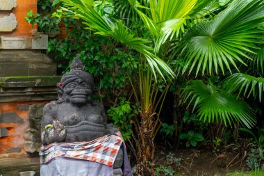 Bali, Endonezya - 25 Aralık 2024: Yoğun, yeşil yapraklı ve kahverengi saplı yapraklı bitki. Yapraklar geniş ve yayılarak yoğun, yeşil bir tepe örtüsü oluşturur. Sapları ince ve kahverengi.