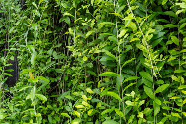 Yoğun, yeşil yapraklı ve kahverengi saplı bitkiler. Yapraklar geniş ve yayılarak yoğun, yeşil bir tepe örtüsü oluşturur. Sapları ince ve kahverengi.