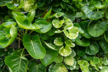 Yaprakları ıslak, yemyeşil bir bitki. Yapraklar yeşil ve sarımsı bir rengi var.