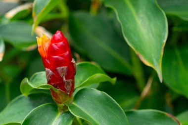 Yeşil bir çalılıkta kırmızı çiçek açıyor. Çiçek görüntünün ana odak noktasıdır ve yemyeşil arka planda göze çarpar.