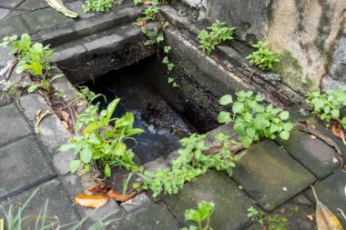 Yerdeki küçük delik otlar ve otlarla doludur. Delik tuğla bir duvarın yanında.