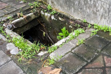 Yerdeki küçük delik otlar ve otlarla doludur. Delik tuğla bir duvarın yanında.