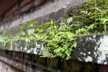 Yeşil yosunlu tuğla duvar. Yosun duvarları ve tuğlaları kaplıyor.