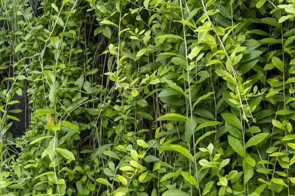 Yoğun, yeşil yapraklı ve kahverengi saplı bitkiler. Yapraklar geniş ve yayılarak yoğun, yeşil bir tepe örtüsü oluşturur. Sapları ince ve kahverengi.