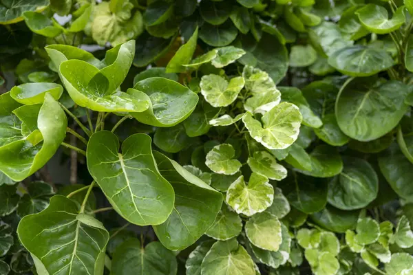 Yaprakları ıslak, yemyeşil bir bitki. Yapraklar yeşil ve sarımsı bir rengi var.