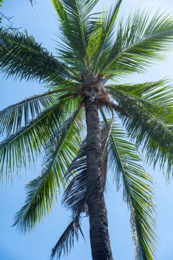 Palmiye ağacı uzundur ve bir sürü yaprakları vardır. Gökyüzü mavi ve berrak. Sakin ve rahatlama kavramı, palmiye ağacı gökyüzünde uzun ve gururlu duruyor.