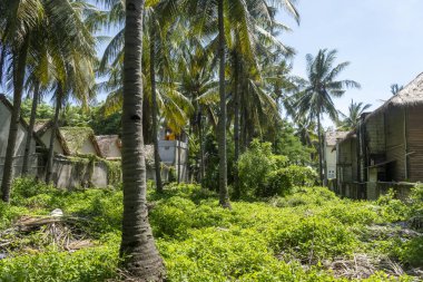 Güzel, yemyeşil bir tarla. Palmiyeler etrafa saçılmış. Arka planda, huzurlu ve kırsal bir ortam izlenimi veren birkaç küçük ev var.
