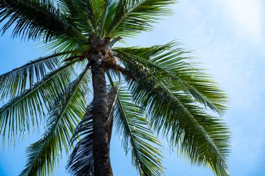 Palmiye ağacı uzundur ve bir sürü yaprakları vardır. Gökyüzü mavi ve berrak. Sakin ve rahatlama kavramı, palmiye ağacı gökyüzünde uzun ve gururlu duruyor.