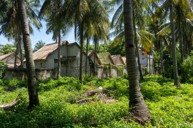 Güzel, yemyeşil bir tarla. Palmiyeler etrafa saçılmış. Arka planda, huzurlu ve kırsal bir ortam izlenimi veren birkaç küçük ev var.