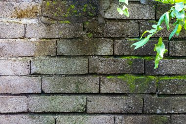 Üzerinde yosun olan tuğla duvar. Yosun yeşil ve duvar gridir. Duvar yosunla kaplı ve üzerinde bir ağaç dalı var.