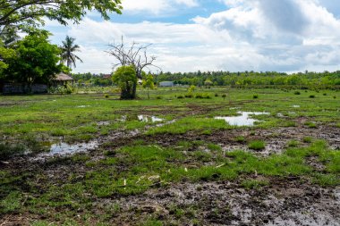 Ortasında su olan yemyeşil bir orman. Su bulanık ve kahverengimsi bir tonu var. Ağaçlar uzun ve yapraklı ve bölgede birkaç palmiye ağacı var.