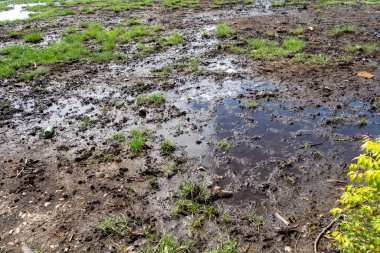 Ortasında su olan yemyeşil bir orman. Su bulanık ve kahverengimsi bir tonu var. Ağaçlar uzun ve yapraklı ve bölgede birkaç palmiye ağacı var.