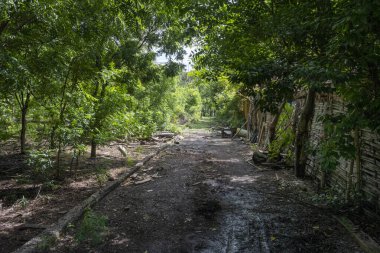 Toprak yolu olan bir ormanın içinden geçen yol. Yol çamurlu ve ağaçlar yeşil.