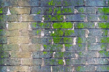 Yeşil yosunlu tuğla duvar. Duvar eski ve yıpranmış.