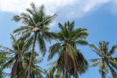 Mavi gökyüzünün ön planında üç palmiye ağacı vardır. Gökyüzü açık ve güneş parlıyor.