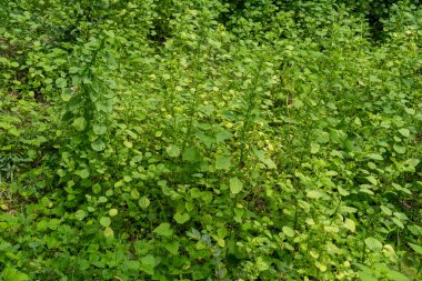 Bir sürü bitki ve ağacın olduğu yemyeşil bir alan. Bitkiler yeşil ve sağlıklı, ve tarla hayat dolu.