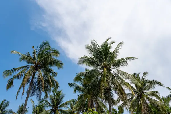 Mavi gökyüzünün ön planında üç palmiye ağacı vardır. Gökyüzü açık ve güneş parlıyor.
