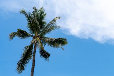 Palmiye ağacı mavi bir gökyüzünün önündedir. Gökyüzü açık ve güneş parlıyor.