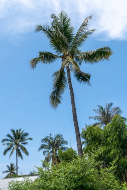 Palmiye ağacı mavi bir gökyüzünün önündedir. Gökyüzü açık ve güneş parlıyor.