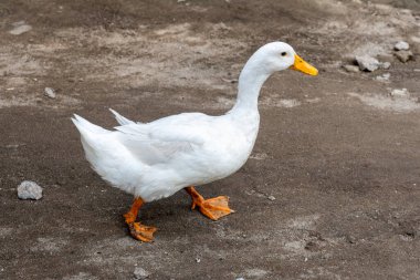 Çamurlu yolda yürüyen ördek..