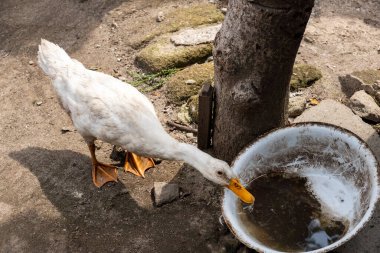 Beyaz ördek bir kaseden su içiyor. Sahne huzurlu ve sakin. Ördek suyun tadını çıkarıyor gibi görünüyor ve içmeyi bitirmek için acele etmiyor.