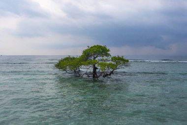 Ağaç okyanusta yüzüyor. Su sakin ve mavidir. Gökyüzü bulutlu.