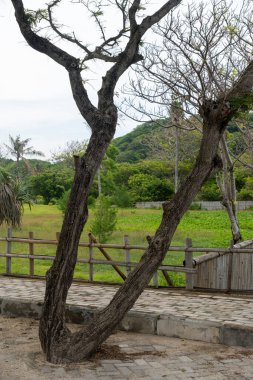 Uzun gövdeli ve birkaç dallı bir ağaç. Bagajı bükülmüş ve birkaç düğüm var. Ağaç bir parkta ve arka planda bir çit var.