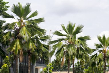 Sıraya dizilmiş üç palmiye ağacı var ve biri en uzun olanı. Gökyüzü bulutlu, ağaçlar yeşil ve yapraklı.