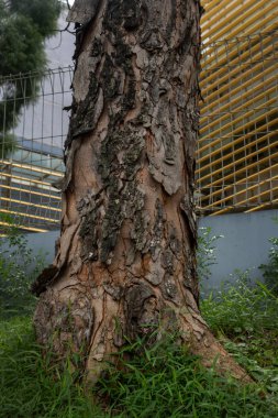 Ağacın kabuğu serttir. Ağaç kabuğu kahverengi ve bir sürü dokusu var.