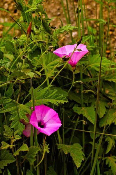 Yolun kenarında menekşe çiçekleri