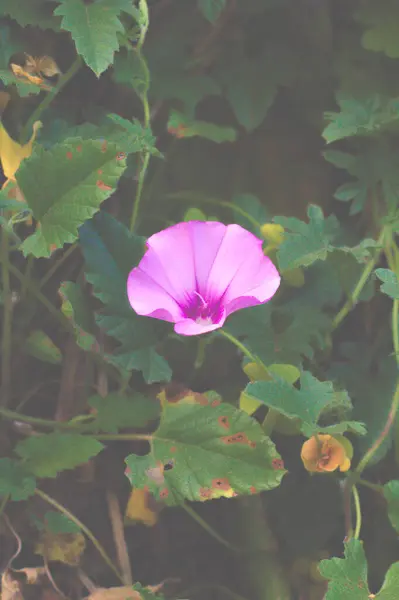 Arkadaşsız menekşe çiçeği