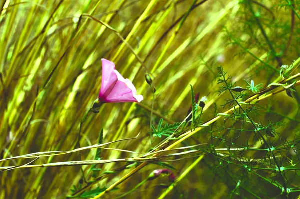 Otların ve otların arasında menekşe çiçeği