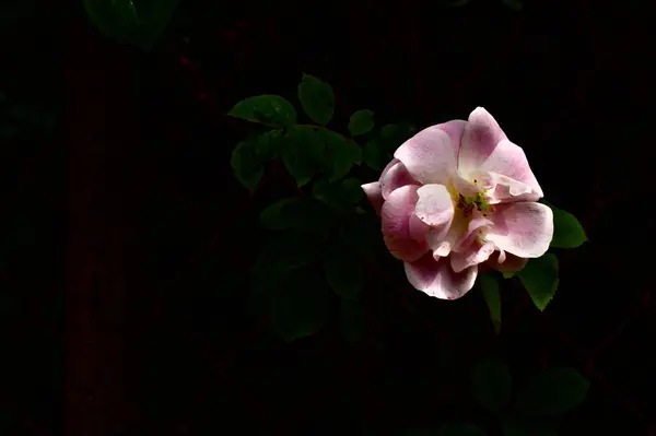 Bahçedeki güzel çiçekler