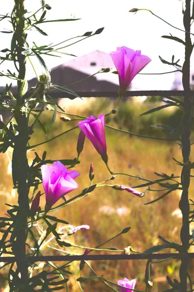 Bahçedeki güzel çiçekler