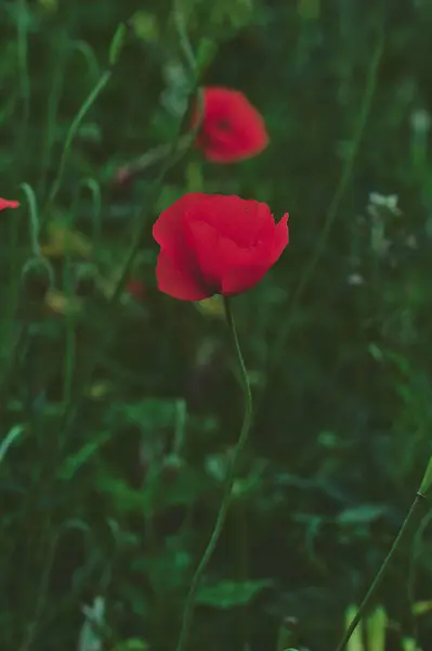 Baharın son gelincikleri